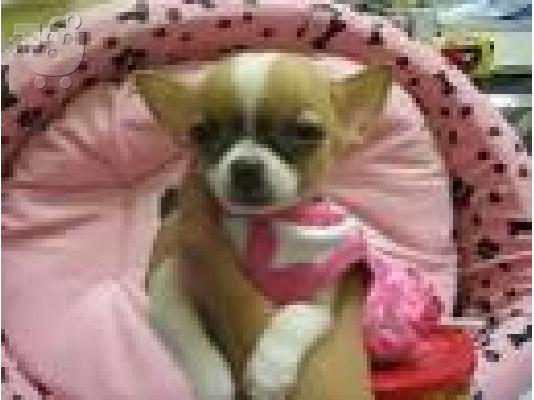 PoulaTo: αρσενικά και θηλυκά κουτάβια chihuahua